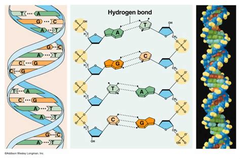 Out Of The Box Genetics Explain The Connection Of Nitrogen Base Sequencing To Unique Dna In