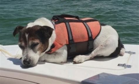 Dog In A Life Jacket Rescued After Swimming 3 Hours At Sea
