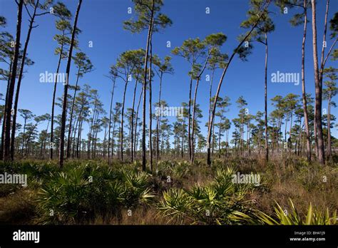 The Florida Everglades Pine Rocklands The Rugged Terrain Is Canopied