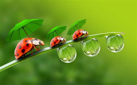 Coccinelles Avec Des Parapluies Hd Fond D Cran Aper U Wallpaper Com