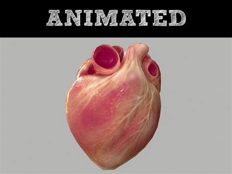 Human Heart Animated 3d Asset Cgtrader