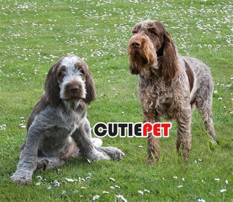Everything You Should Know About The Spinone Italiano Dog Breeds