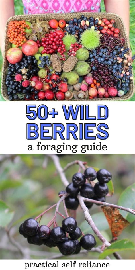 50 Edible Wild Berries And Fruits Summer Foraging For Beginners Wild