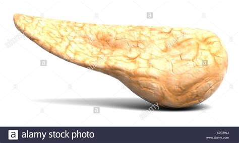 The Pancreas High Resolution Stock Photography And Images Alamy