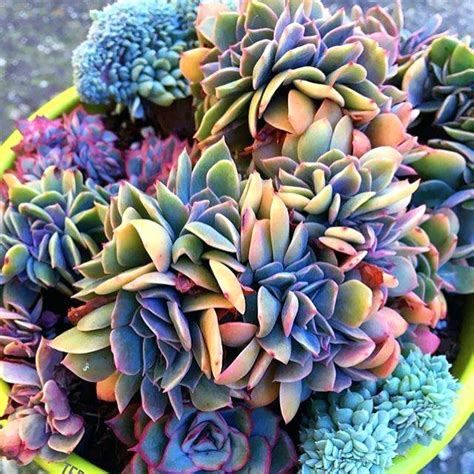 All photos of the flowers are from the mother plants and are not for sale. Blue Succulents Witchford Lithops Seeds, Cactus Seeds ...
