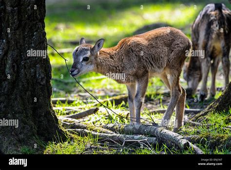 Baby Mouflon Ovis Aries Musimon Hi Res Stock Photography And Images Alamy