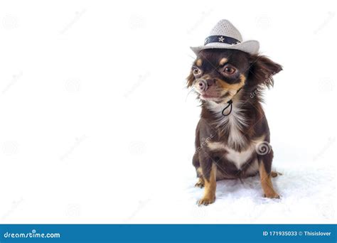 Dog Wear Hat On White Background Stock Image Image Of Sitting