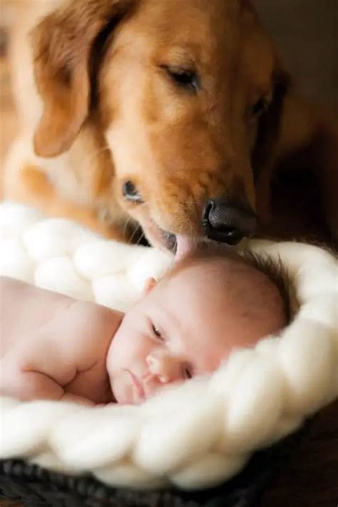 45 Cute Pictures Of Babies And Dogs Greenorc