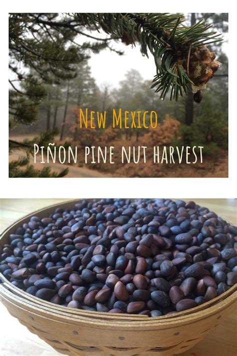 Pine Nuts In A Wooden Bowl With The Title New Mexico Pinon Pine Nut Harvest