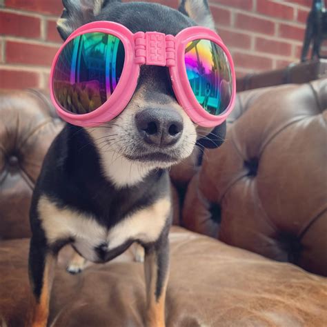 Doggles Dog Goggles For Chihuahuas And Small Dogs 6 Colours My Chi And Me