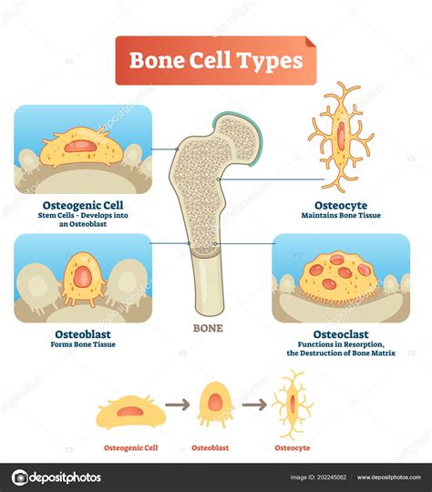 Vector Illustration Bone Cell Types Diagram Scheme Of Osteogenic Cell
