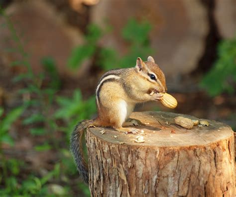 Chipmunk Eating A Peanut Free Stock Photo Public Domain Pictures