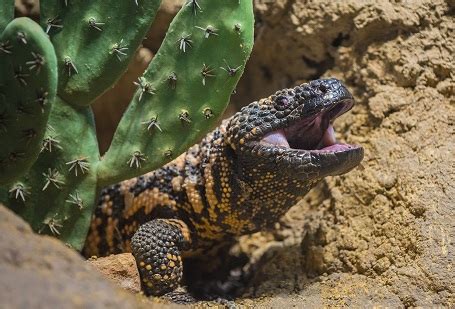 Not monsters at all, gila monsters are one of the few species of venomous lizards on the planet. Gila Monster Facts and Pictures | Reptile Fact