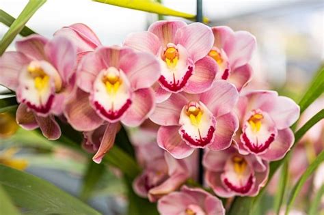 Orchid Care Tips How To Take Care Of Your Orchids Billies House