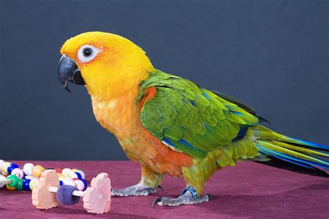 Carolina Parakeet All You Need To Know Bird Lover
