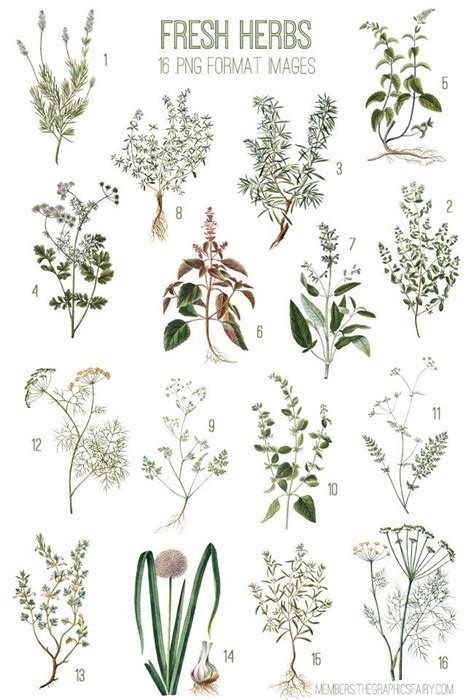 Herbs Image Kit Graphics Fairy Premium Membership Herbs