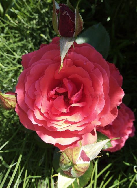 Buy Duftwolke ® Floribunda Rose Agel Rosen