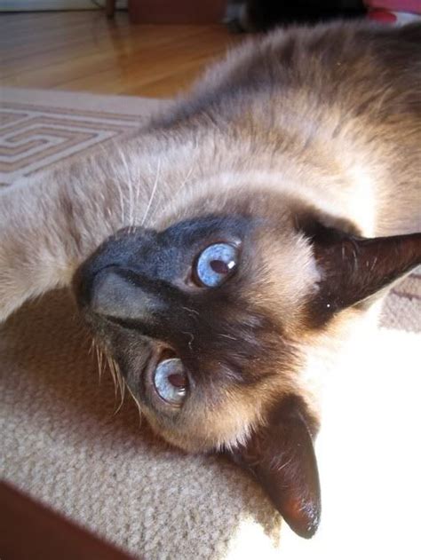 Cat Breeds Welcome To The Cat House With Images Siamese Cats Blue
