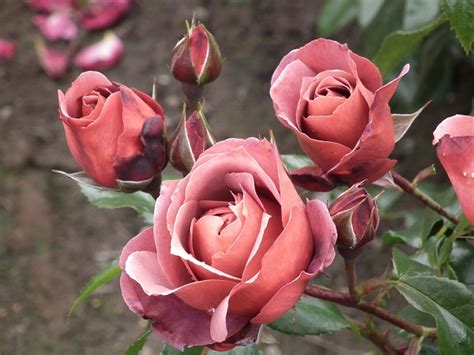 Hot Chocolate Wekpaltlez Floribunda — Parkside Nursery Rose Growers