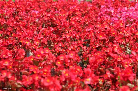 Czerwone Kwiaty Rabatowe Zdjęcia