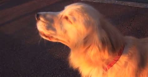 Golden Retriever Imitates Siren Video Huffpost Uk