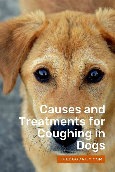 Causes And Treatment Options For Coughing In Dogs
