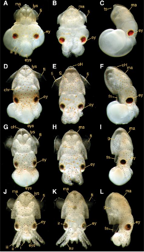 Figure 2 From The Embryonic Development Of The Hawaiian Bobtail Squid
