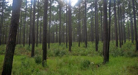 Piney Woods Forests One Earth