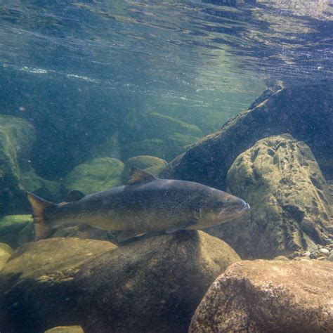 Fundy Salmon Back From The Brink Canadian Geographic