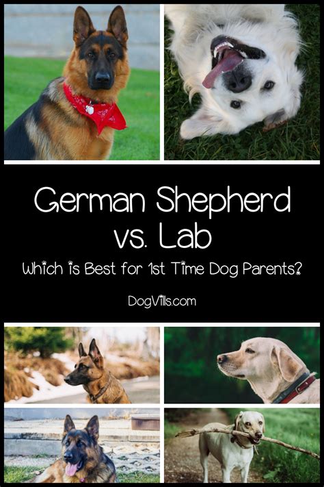 German Shepherd Vs Labrador Which Is Better For First