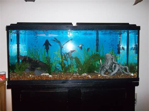 I Love Big Fish Tanks Tropical Fish Aquarium Fish Tank Big Fish