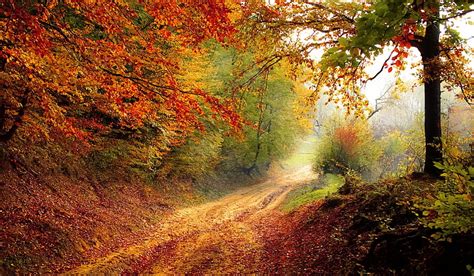 Free Photo Road Forest Season Autumn Fall Landscape Nature Hippopx