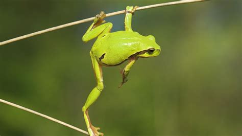 Funny Frog Wallpapers Hd Wallpaper Collections 2c1