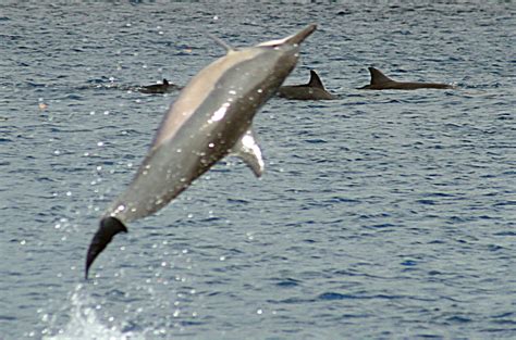 All Hawaii News Ban Against Swimming With Dolphins Proposed State Has