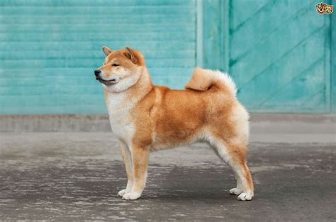 Japanese Shiba Inu Dog Breed Facts Highlights And Buying