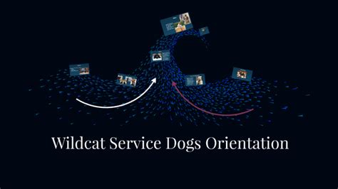Wildcat Service Dogs Orientation By Kayla Mullins