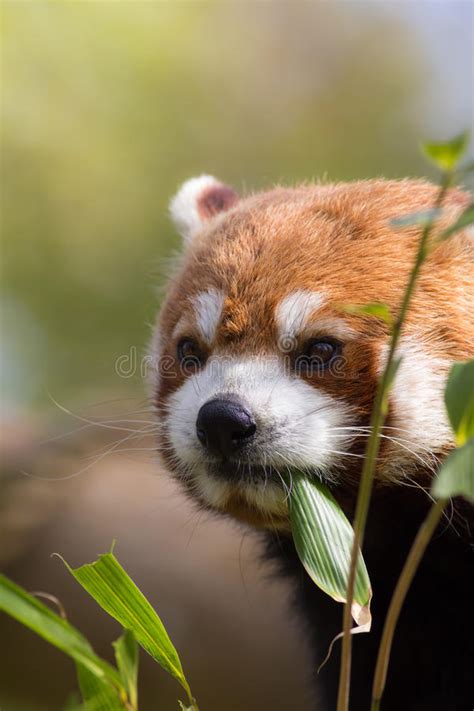 Red Panda Eating Bamboo Shoots Cute Animal Image With Copy Space Stock