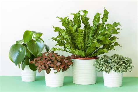 Popular house plants houseplant 411 helps you identify houseplants and learn about indoor plant care. Houseplant Identification Tips » Caring for Houseplants