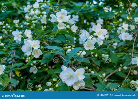 Amazing White Jasmine Flowers On The Bush In The Garden Stock Photo