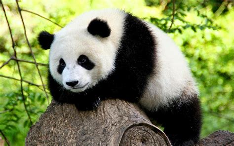 Gambar Panda Lucu Serta Asal Usul Panda