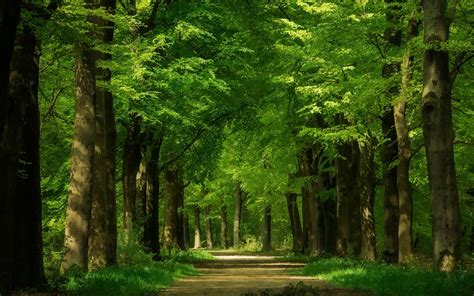 Wallpaper Green Forest Trees Path 1920x1200 Hd Picture Image