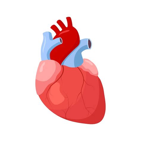 Premium Vector Human Heart In Cartoon Style Vector Illustration Of