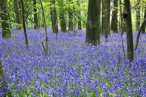 Woodland Bluebells Stock Image C0114579 Science Photo Library