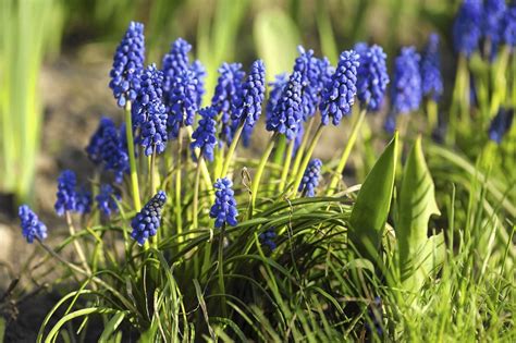 The Most Popular Spring Flowers 12 Beautiful Spring Plants