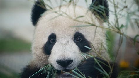 Finally Some Good News China Says Giant Pandas Are No Longer