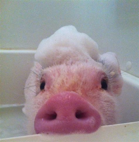 37 Animals Taking A Bath Pictures Huffpost Entertainment