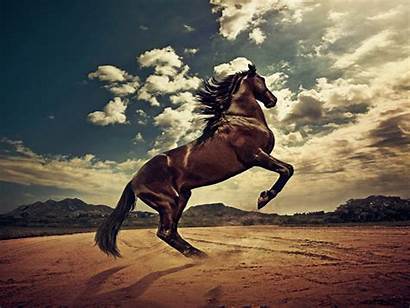 Horses Wallpapers Decent Horse Wild Desktop Backgrounds