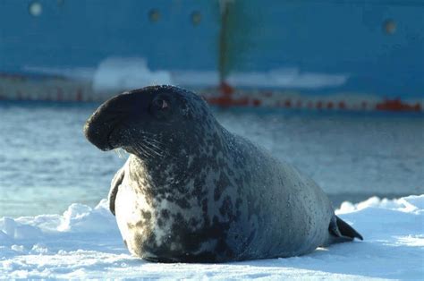 Hooded Seal Norsk Polarinstitutt