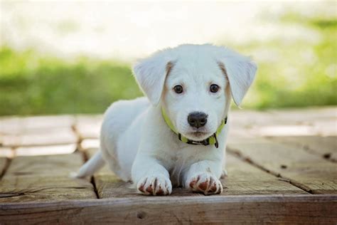 Free Images White Puppy Animal Cute Canine Looking Pet
