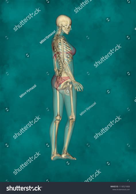 Female Skeleton 3d Human Model Stock Illustration 1118521808 Shutterstock